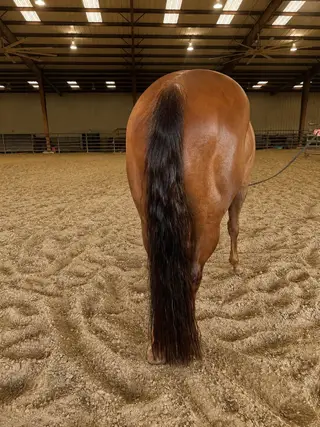 Vonn Gogh, 19 Year Old Bay Quarter Horse Stallion for Sale in Fort Worth, TX, photo 5 of 5
