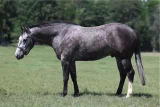Gelding by Dun It For Whizkey, 3 Year Old Grey Quarter Horse Gelding for Sale in Pilot Point, TX