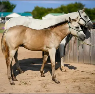 Sandollar Streak, Foal Quarter Horse Colt for Sale in Checotah, OK