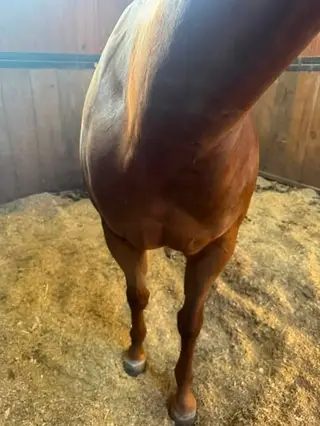Corona Got Me Chex (Ella), 6 Year Old Sorrel Quarter Horse Mare for Sale