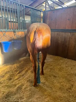 Corona Got Me Chex (Ella), 6 Year Old Sorrel Quarter Horse Mare for Sale, photo 2 of 3