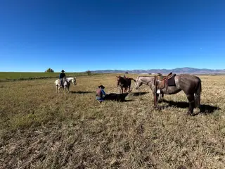 GL LENAS JUDGE, 2 Year Old Gray Quarter Horse Filly for Sale in Grace, ID, photo 2 of 4