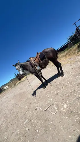 GL LENAS JUDGE, 2 Year Old Gray Quarter Horse Filly for Sale in Grace, ID, photo 3 of 4