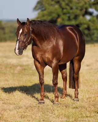 Gunnaneedpluses (Ollie), 4 Year Old Quarter Horse Gelding for Sale in Marietta, OK