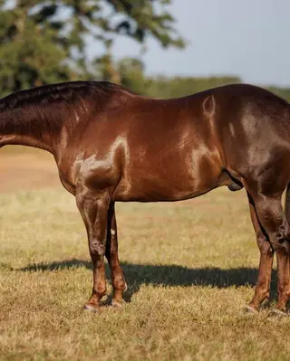 Gunnaneedpluses (Ollie), 4 Year Old Sorrel Quarter Horse Gelding for Sale in Marietta, OK, photo 2 of 3