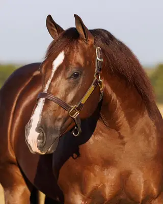 Gunnaneedpluses (Ollie), 4 Year Old Sorrel Quarter Horse Gelding for Sale in Marietta, OK, photo 3 of 3