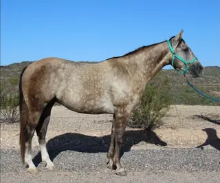 BK Sparky Enterprise (Taco), 3 Year Old Buckskin Quarter Horse Gelding for Sale in Wickenburg, AZ