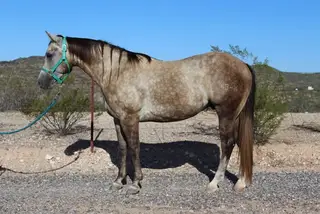 BK Sparky Enterprise (Taco), 3 Year Old Buckskin Quarter Horse Gelding for Sale in Wickenburg, AZ, photo 2 of 5