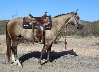 BK Sparky Enterprise (Taco), 3 Year Old Buckskin Quarter Horse Gelding for Sale in Wickenburg, AZ, photo 3 of 5