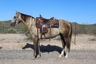 BK Sparky Enterprise (Taco), 3 Year Old Buckskin Quarter Horse Gelding for Sale in Wickenburg, AZ, photo 4 of 5