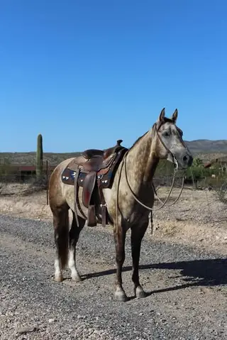 BK Sparky Enterprise (Taco), 3 Year Old Buckskin Quarter Horse Gelding for Sale in Wickenburg, AZ, photo 5 of 5