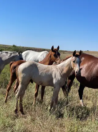 Starlights Cricket, Foal Roan Quarter Horse Colt for Sale in Maple City, KS, photo 2 of 3
