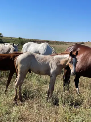 Starlights Cricket, Foal Roan Quarter Horse Colt for Sale in Maple City, KS, photo 3 of 3