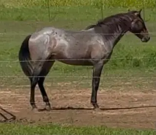 Bay roan Quarter Horse Gelding, 3 Year Old Quarter Horse Gelding for Sale in TX