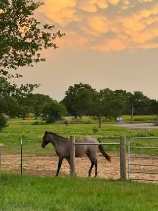 Bay roan Quarter Horse Gelding, 3 Year Old Bay Roan Quarter Horse Gelding for Sale in TX, photo 3 of 5