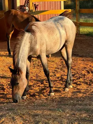 Bay roan Quarter Horse Gelding, 3 Year Old Bay Roan Quarter Horse Gelding for Sale in TX, photo 4 of 5