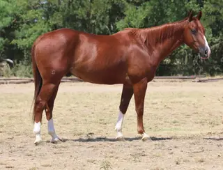 Foolin Dualer (Jinx), 6 Year Old Sorrel Quarter Horse Gelding for Sale in Graham, TX