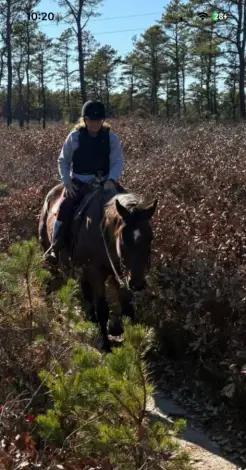 Only Peppy Marlin, 4 Year Old Bay Roan Quarter Horse Gelding for Sale in Middleboro, MA