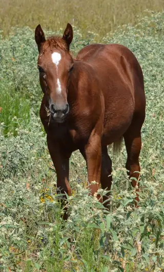 Filly by Im A Nasty Habit, Foal Sorrel Quarter Horse Filly for Sale in LA