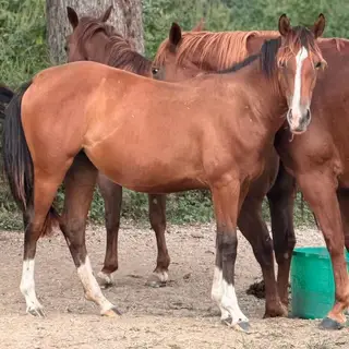 Metallic Hunka One (Dixie), 1 Year Old Bay Quarter Horse Filly for Sale in Chamois, MO