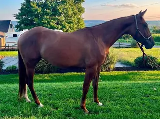 Boons Desert Rose, 3 Year Old Red Dun Quarter Horse Mare for Sale in East Earl, PA
