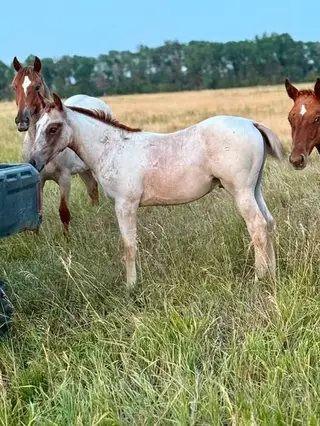 Nasty Lil Chigger, Foal Red Roan Quarter Horse Colt for Sale in Ree Heights, SD