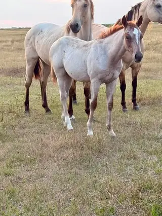 Nasty Lil Chigger, Foal Red Roan Quarter Horse Colt for Sale in Ree Heights, SD, photo 2 of 3