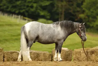 Chase, 5 Year Old Pony Gelding for Sale