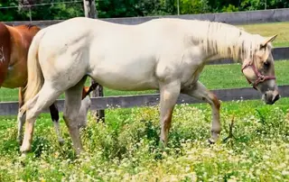 Timbit, 1 Year Old Palomino Roan Quarter Horse Filly for Sale in Hagersville