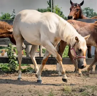 Timbit, 1 Year Old Palomino Roan Quarter Horse Filly for Sale in Hagersville, photo 2 of 5