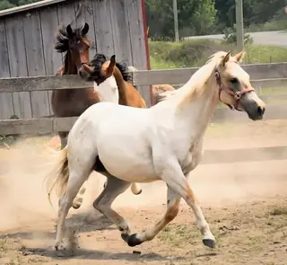 Timbit, 1 Year Old Palomino Roan Quarter Horse Filly for Sale in Hagersville, photo 3 of 5