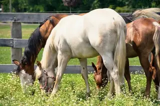 Timbit, 1 Year Old Palomino Roan Quarter Horse Filly for Sale in Hagersville, photo 4 of 5