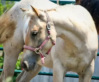 Timbit, 1 Year Old Palomino Roan Quarter Horse Filly for Sale in Hagersville, photo 5 of 5