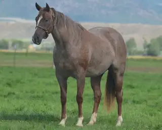 Autumn Smart Catt, 2 Year Old Red Roan Quarter Horse Mare for Sale in Beaver, UT
