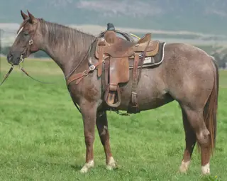 Autumn Smart Catt, 2 Year Old Red Roan Quarter Horse Mare for Sale in Beaver, UT, photo 2 of 4