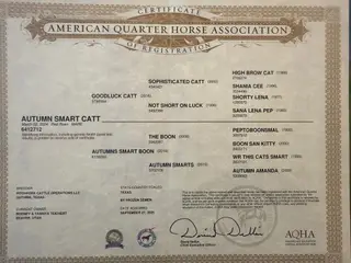 Autumn Smart Catt, 2 Year Old Red Roan Quarter Horse Mare for Sale in Beaver, UT, photo 4 of 4