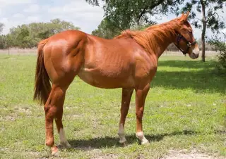 Magnetic Spark (Delta), 1 Year Old Sorrel Quarter Horse Filly for Sale in Boerne, TX, photo 6 of 10