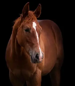 Magnetic Spark (Delta), 1 Year Old Sorrel Quarter Horse Filly for Sale in Boerne, TX, photo 7 of 10
