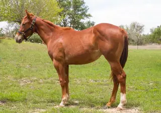 Magnetic Spark (Delta), 1 Year Old Sorrel Quarter Horse Filly for Sale in Boerne, TX, photo 9 of 10