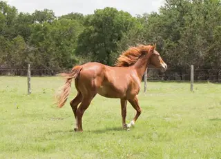 Magnetic Spark (Delta), 1 Year Old Sorrel Quarter Horse Filly for Sale in Boerne, TX, photo 10 of 10