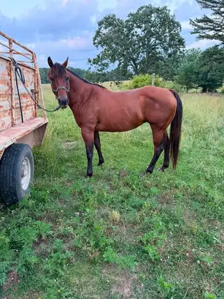 Hancocks Docs Oleana, 17 Year Old Bay Quarter Horse Mare for Sale in Mountain View, MO, photo 2 of 4