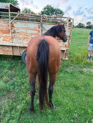 Hancocks Docs Oleana, 17 Year Old Bay Quarter Horse Mare for Sale in Mountain View, MO, photo 3 of 4