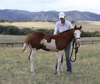 Trashy Ghost Gunner, Foal Sorrel Quarter Horse Colt for Sale in Larkspur, CO