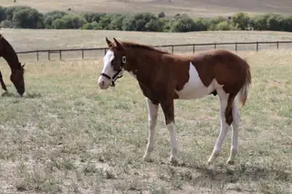 Trashy Ghost Gunner, Foal Sorrel Quarter Horse Colt for Sale in Larkspur, CO, photo 2 of 4