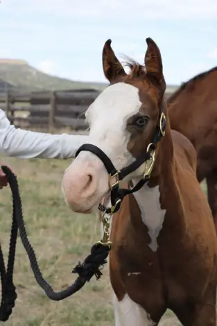 Trashy Ghost Gunner, Foal Sorrel Quarter Horse Colt for Sale in Larkspur, CO, photo 3 of 4