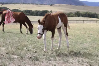 Trashy Ghost Gunner, Foal Sorrel Quarter Horse Colt for Sale in Larkspur, CO, photo 4 of 4