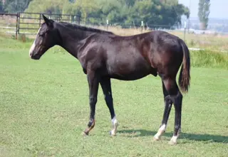 Time For Rum (Mickey), Foal Black Quarter Horse Colt for Sale in Powell Butte, OR, photo 2 of 4
