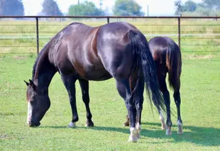 Time For Rum (Mickey), Foal Black Quarter Horse Colt for Sale in Powell Butte, OR, photo 3 of 4