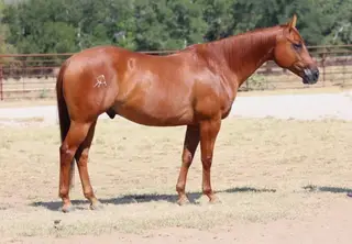 Quixotes Redd (Rojo), 7 Year Old Sorrel Quarter Horse Gelding for Sale in Graham, TX