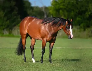 Spooks Chandelier, 4 Year Old Bay Quarter Horse Mare for Sale in Waco, TX, photo 2 of 5